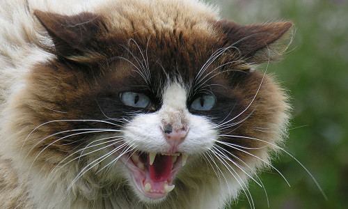 Angry Cat